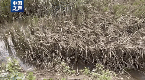 五常大(da)米受災,影響如(rú)何?幾組數據講(jiǎng)清→