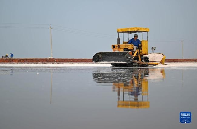 天津:千(qiān)年鹽場迎豐收(shōu)