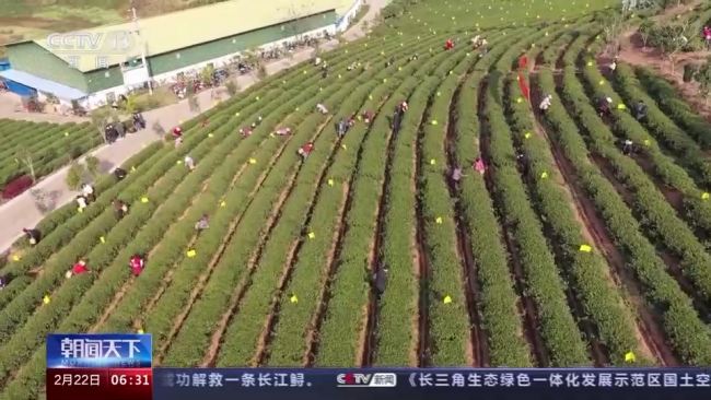 今年春茶(chá)全面開采 開采期(qi)較去年提前