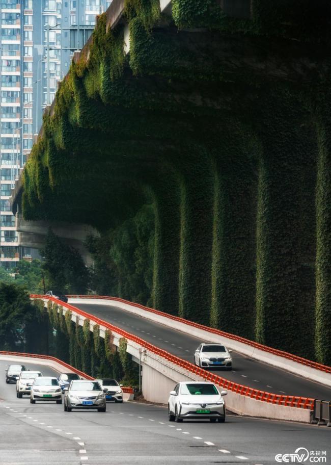 2025年12月9日，成(chéng)都，高架橋下(xia)爬滿碧綠的(de)爬山虎。視覺(jiao)中國