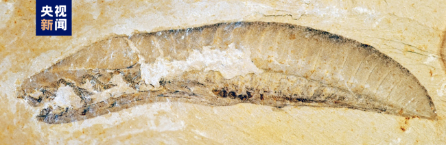 2022年度中國古(gǔ)生物學十大進(jin)展發布